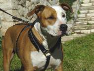 Leather Tracking Harness for Amstaff Luxury Handcrafted