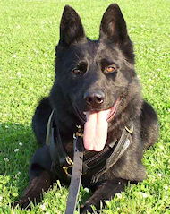 Hundegeschirr aus Leder für Belgischen Schäferhund