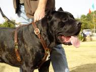 Cane Corso Hundegeschirr aus Leder, von Hand gefertigt Cane Corso Hundegeschirr aus Leder, von Hand gefertigt