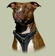 Dog Harness for Pitbull training and walking