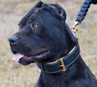 Hundehalsband aus Leder für Bandog, durchgenäht und vernietet Hundehalsband aus Leder für Bandog, durchgenäht und vernietet