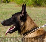 Leder Hundehalsband mit Quadratnieten für Malinois Hochwertig Leder Hundehalsband mit Quadratnieten für Malinois Hochwertig