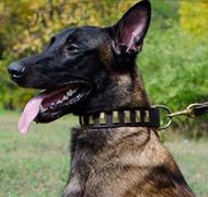Lederhalsband mit Messingverzierung für Belgischen Malinois NEW Lederhalsband mit Messingverzierung für Belgischen Malinois NEW
