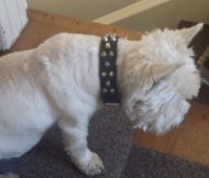 Leder Hundehalsband für Westie, Pyramiden-Dekor Leder Hundehalsband für Westie, Pyramiden-Dekor