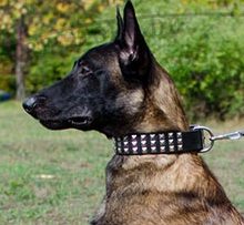 Leder Hundehalsband für Malinois mit 3 Reihen Pyramiden ▲ Leder Hundehalsband für Malinois mit 3 Reihen Pyramiden ▲