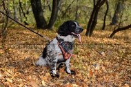 Leder Hundegeschirr für Cocker Spaniel mit Feuer-Bemalung Leder Hundegeschirr für Cocker Spaniel mit Feuer-Bemalung