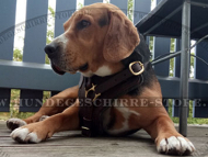 Hundegeschirr aus Leder für Beagle Training und Ausläufe Hundegeschirr aus Leder für Beagle Training und Ausläufe