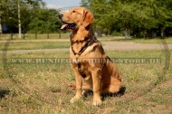Leder Hundegeschirr für Golden Retriever, Tracking Brustgeschir Leder Hundegeschirr für Golden Retriever, Tracking Brustgeschir