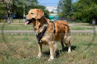 Hundegeschirr aus Leder mit Spikes-Dekor für Golden Retriever Hundegeschirr aus Leder mit Spikes-Dekor für Golden Retriever