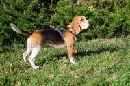 Hundegeschirr aus Leder für Beagle, herrliches Design Hundegeschirr aus Leder für Beagle, herrliches Design