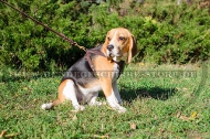 Leder Hundegeschirr für Beagle, schön und qualitativ Leder Hundegeschirr für Beagle, schön und qualitativ