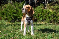 Hundegeschirr Leder für Beagle mit Handverzierung, prächtig Hundegeschirr Leder für Beagle mit Handverzierung, prächtig