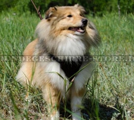 Hundegeschirr aus Leder gepolstert für Sheltie, elegant Hundegeschirr aus Leder gepolstert für Sheltie, elegant