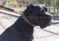 Hundehalsband aus Leder mit Messing-Pyramiden für Cane Corso Hundehalsband aus Leder mit Messing-Pyramiden für Cane Corso