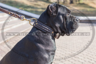 Hundehalsband aus Leder mit Geflecht-Element für Cane Corso Hundehalsband aus Leder mit Geflecht-Element für Cane Corso