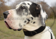 Leder Hundehalsband für Deutsche Dogge in klassischem Still Leder Hundehalsband für Deutsche Dogge in klassischem Still