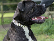 Hundehalsband Leder weiß für Bandog, Pyramiden und Nieten Deko Hundehalsband Leder weiß für Bandog, Pyramiden und Nieten Deko
