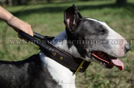 Leder Hundehalsband breit für Bullterrier mit bequemem Handgrif Leder Hundehalsband breit für Bullterrier mit bequemem Handgrif