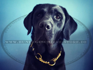 Hundehalsband Leder mit starker Kette für Labrador-Ausbildung