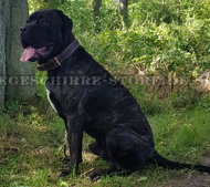 Hundehalsband Leder mit heller Nappa-Polsterung für Cane Corso Hundehalsband Leder mit heller Nappa-Polsterung für Cane Corso