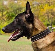 Leder Hundehalsband mit 2-reihigen Spikes ❈ Leder Hundehalsband mit 2-reihigen Spikes ❈