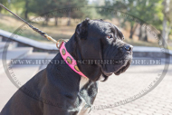 Leder Hundehalsband rosa für Cane Corso in extravagantem Stil Leder Hundehalsband rosa für Cane Corso in extravagantem Stil
