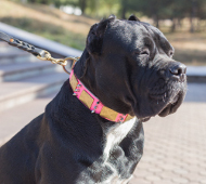 Leder Hundehalsband mit massiven Platten und Spikes in Rosa Leder Hundehalsband mit massiven Platten und Spikes in Rosa