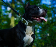Hundehalsband Leder in Weiß mit Platten und Spikes Dekor Hundehalsband Leder in Weiß mit Platten und Spikes Dekor