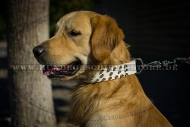 Leder Hundehalsband weiß für Golden Retriever, Spikes-Dekor Leder Hundehalsband weiß für Golden Retriever, Spikes-Dekor