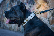 Hundehalsband Leder weiß für Cane Corso im Retro Stil, schön Hundehalsband Leder weiß für Cane Corso im Retro Stil, schön