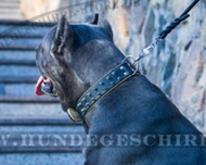 Leder Hundehalsband mit glänzenden Stahl-Spikes für Cane Corso Leder Hundehalsband mit glänzenden Stahl-Spikes für Cane Corso