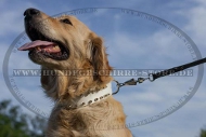 Hundehalsband Leder für Golden Retriever mit vernieteten Spikes Hundehalsband Leder für Golden Retriever mit vernieteten Spikes