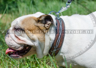 Hundehalsband Leder für American Bulldog mit Handbemalung Hundehalsband Leder für American Bulldog mit Handbemalung