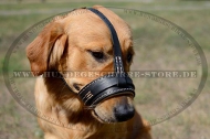 Maulkorb aus Leder für Golden Retriever, hell gepolstert Maulkorb aus Leder für Golden Retriever, hell gepolstert
