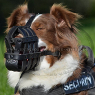 Leder Maulkorb gepolstert für Australischen Schäferhund, stark Leder Maulkorb gepolstert für Australischen Schäferhund, stark
