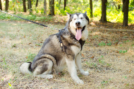 Sport Leder Hundegeschirr für Malamute
