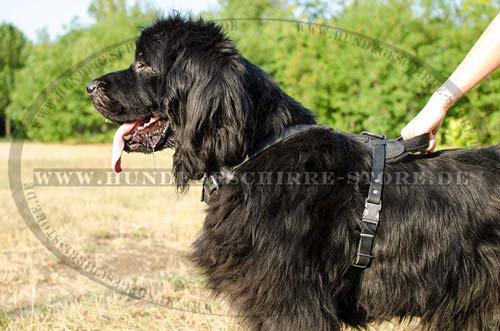 Leather Dog Harness for Newfoundland H1
