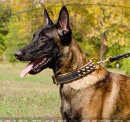 Malinois Collar of Nappa Leather, Collar with Spikes Royal