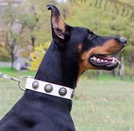 Dobermann Halsband Weiß | Hundehalsband Leder Neu 2015 Dobermann Halsband Weiß | Hundehalsband Leder Neu 2015