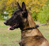 hunde leder halsband malinois