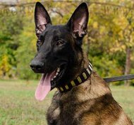 Hundehalsband für Malinois mit vernickelten Platten BEST Hundehalsband für Malinois mit vernickelten Platten BEST