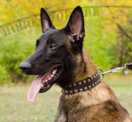 Hunde Lederhalsband mit Nickel-Nieten für Malinois Perfekt Hunde Lederhalsband mit Nickel-Nieten für Malinois Perfekt