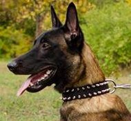 Nylon Hundehalsband für Malinois Superhaltbarkeit ℕ