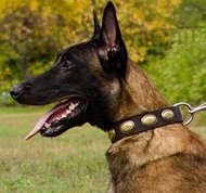 Lederhalsband für Malinois | Halsband Retro Design Lederhalsband für Malinois | Halsband Retro Design