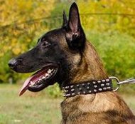 Breites Halsband für Malinois mit 3-reihigen Spike-Design! Breites Halsband für Malinois mit 3-reihigen Spike-Design!