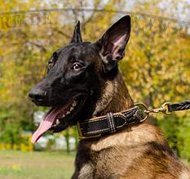 Hundehalsband mit Nappa für Belgischen Schäferhund Hundehalsband mit Nappa für Belgischen Schäferhund