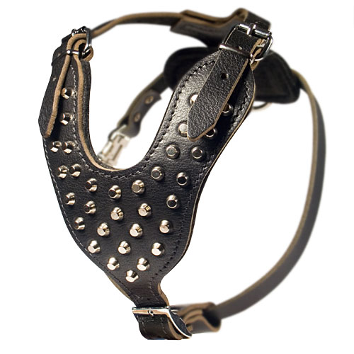 Leather Harness Exclusive