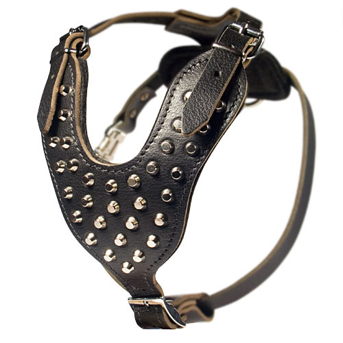 Studded leather harness