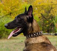 Malinois Collar of Leather with Spikes and Rivets Superb!