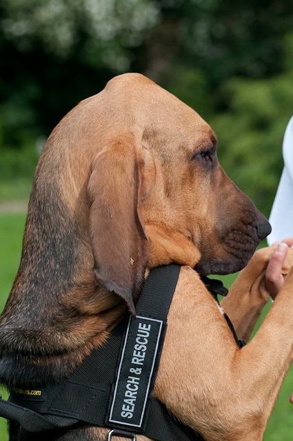 Bloodhound Hundegeschirr aus Nylon